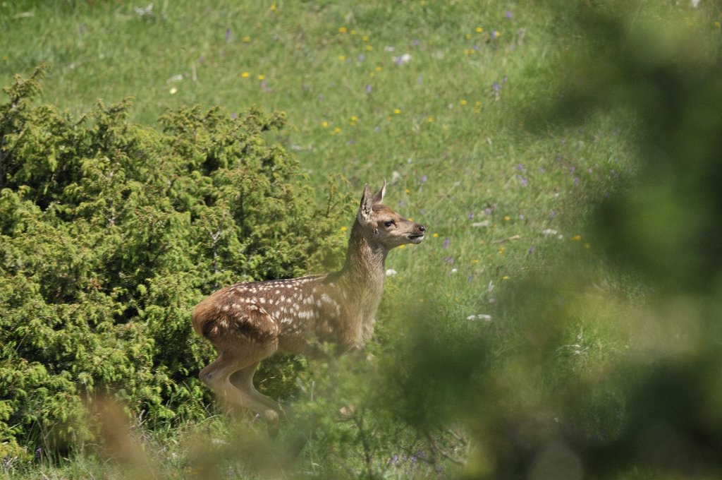 Cuccioli  (fotoracconto)